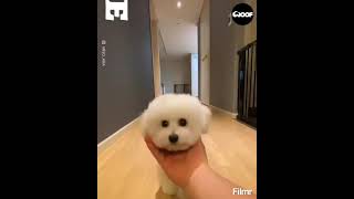 The Cutest Viral Video U Will See