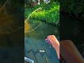 Most amazing fishing techniques in river catch more fish #fishing #shorts