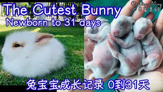 兔宝宝成长记录 031天 The Cutest Newborn Bunnies 031days