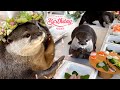カワウソの誕生日にお花のビュッフェパーティーでサプライズ! Otter Celebrates Birthday with a Yummy Buffet!