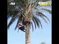 تمور العراق بحجم أصغر لكن النخيل أكثر والتقنين يتطور تعليق حكومي تمور العراق بحجم أصغر لكن النخيل أكثر والتقنين يتطور تعليق حكومي