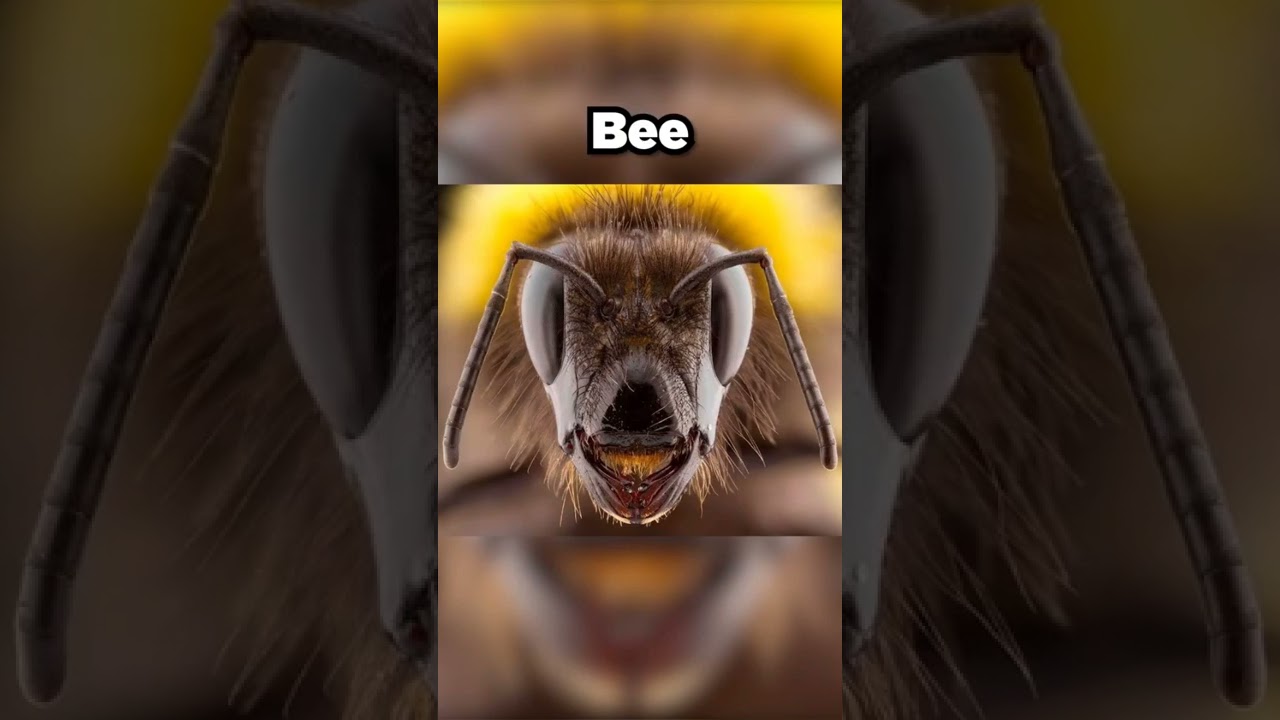 What insects looks like under a microscope🔬 🐜🐝 #shorts