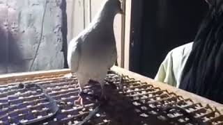 Chatri Walay Kabootar