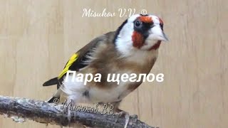 Черноголовый щегол пара. Белобородые щеглы. Carduelis Carduelis.