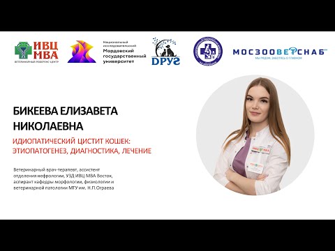 Идиопатический цистит кошек