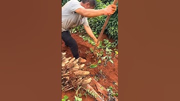 Digging yams #digging #plantlover