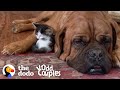 135-Pound Mastiff Becomes Obsessed With A Tiny Kitten  | The Dodo Odd Couples