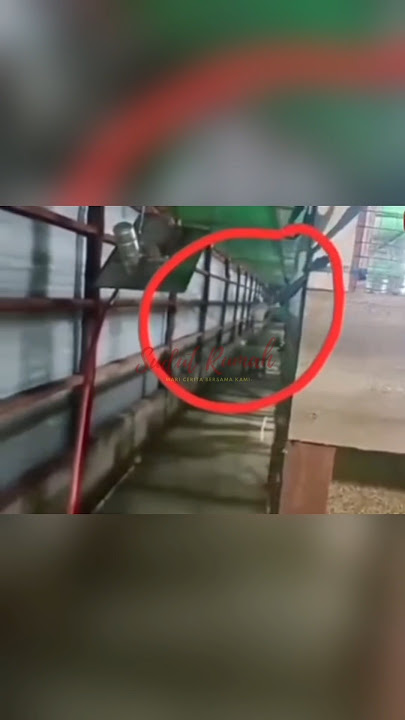 KIRA” KENAPA YA POCONG SUKA ADA DI KANDANG AYAM? #viral #shorts #penampakan #pocong #gunung #cerita