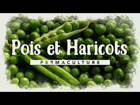 Vidéo: Différence Entre Les Haricots Et Les Pois