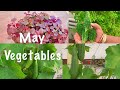 Top 10 vegetable seeds to sow in may month   may growing vegetables
