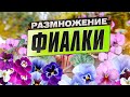 Размножение фиалки. Советы профессионала