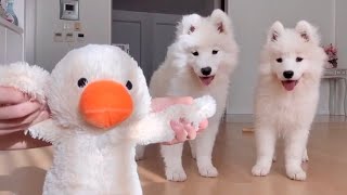 Puppies' Reaction When I Fixed Their Favorite Toys by 사모예드 티코 4,762 views 4 weeks ago 3 minutes, 15 seconds