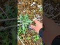 أمسكت طائر التفاحي الحسون    