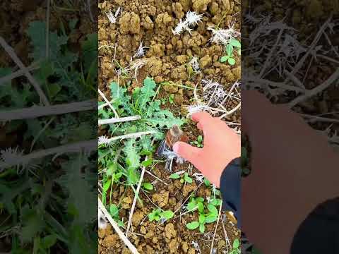 أمسكت طائر التفاحي الحسون    