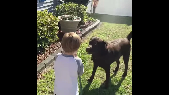 Dog Days of Spring