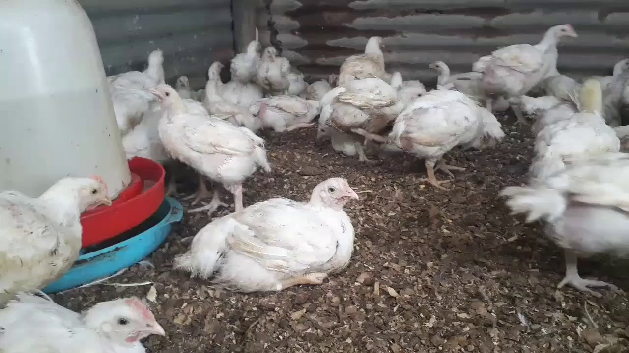 FARMING