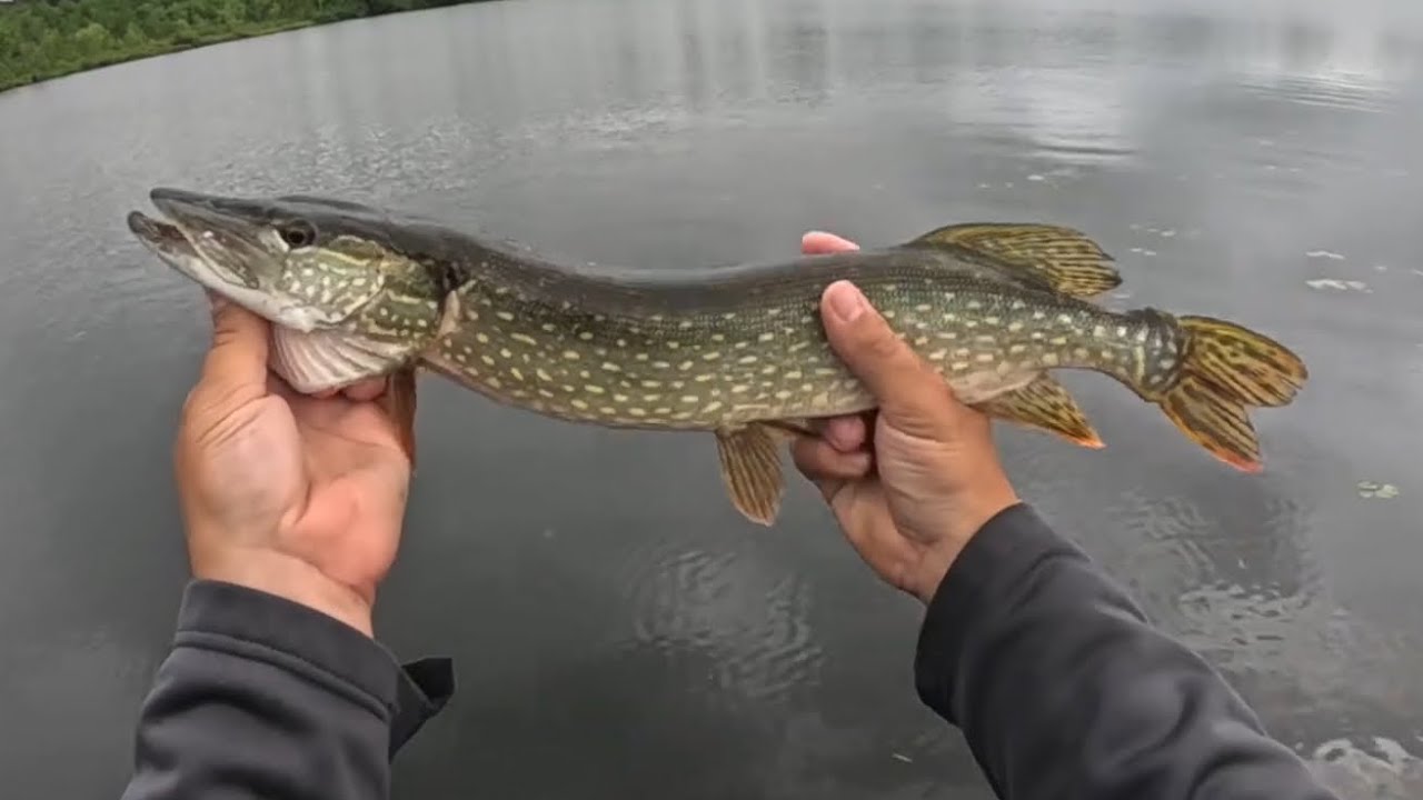 Belgrade Lakes Pike and Smallie Fishing With Special Guest Rob