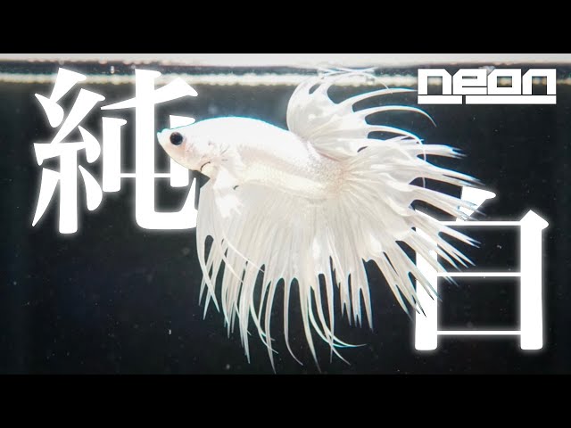 純白のベタ】とうとう出会った真っ白なベタをお迎え!【 ne0n 純白のベタ】とうとう出会った真っ白なベタをお迎え!【 ne0n