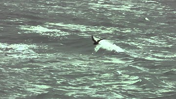 Sooty Tern (Onychoprion fuscatus/Sterna fuscata)