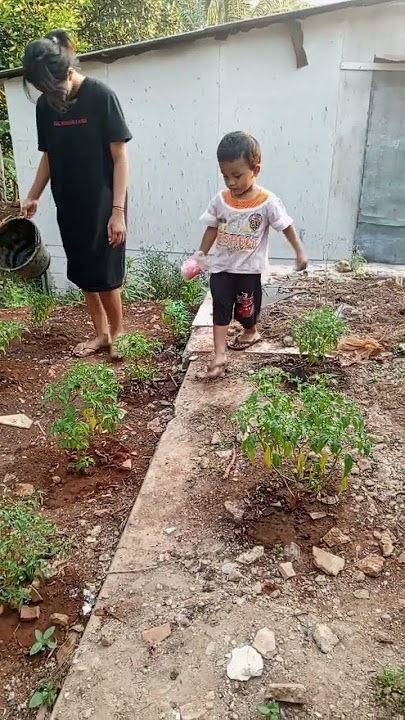 bocil dan tanaman cabai