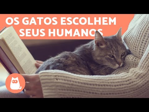 Vídeo: Que tipo de pai do animal de estimação é você?