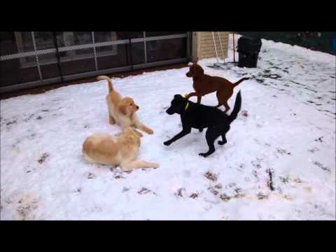 Puppy Playtime and Socialization @ All American Pet Resort Royal Oak