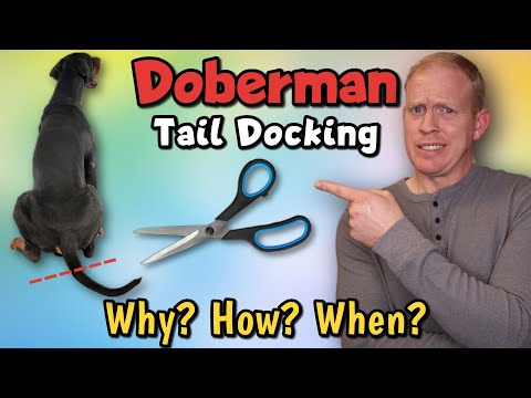 Video: Vim li cas dobermans tails docked?