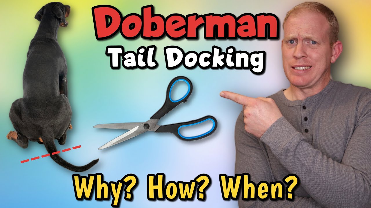 Doberman Pinscher Tail Docking: Why, When, And How Much?