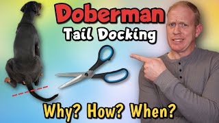 Doberman Pinscher Tail Docking: Why, When, and How Much?