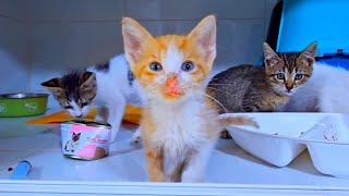 The rescued Yellow tiny kitten recovered so happy, Part 3 by Cute Kittens 580 views 4 days ago 3 minutes, 31 seconds