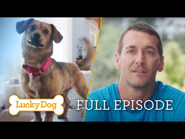 From Stray to Salon Star! Can Spirit Find His Forever Home?| Lucky