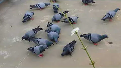 Pigeons feeding on grains(left for sun drying on terrace) that were blown away due to strong winds - DayDayNews