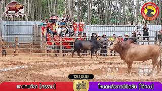 แดงเทพวิชา [ศรราม] (แดง) VS โหนดหลังขาวพิชิตชัย [ไอ้ทอง] (น้ำเงิน)