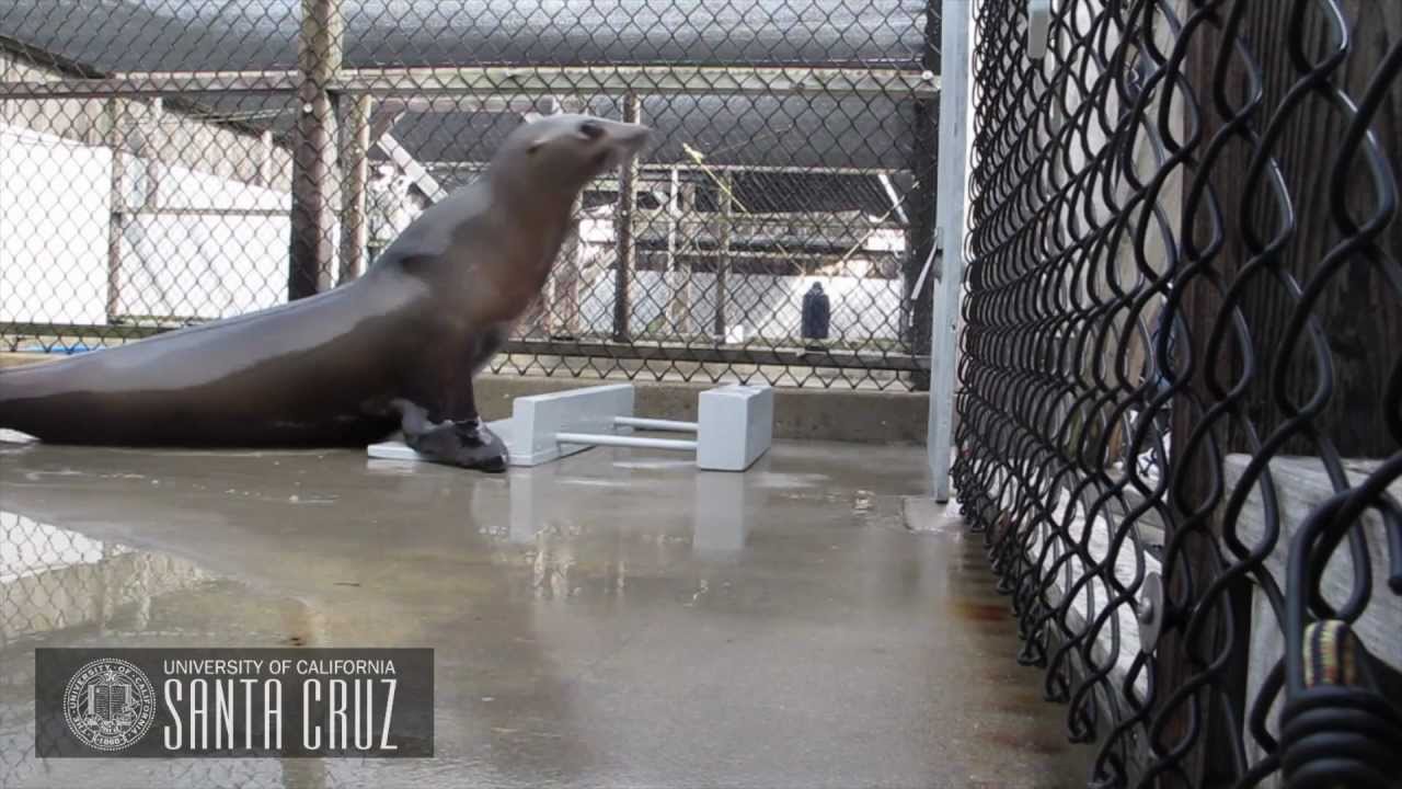Beat Keeping in a California Sea Lion (Ronan)