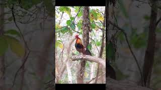 Download Lagu Gà rừng rặc #garung #garungrac #baygarung MP3