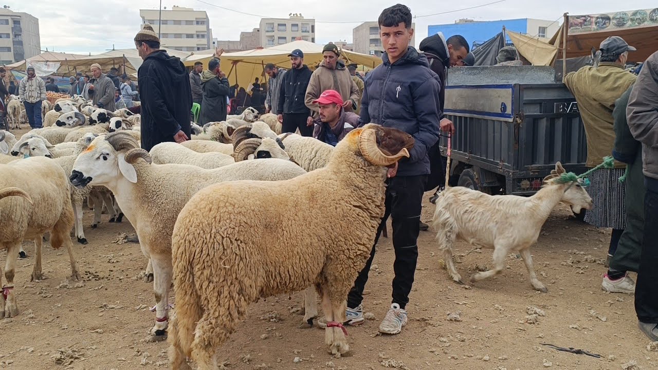 مباشرة من أحد فاس 30/11/2025 أثمنة الخروف الكسابي والحولي والنعجة والخروفة والماعز فرجة ممتعة 