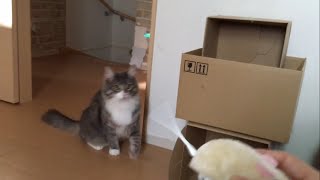 テンポ遅れで駆けつける猫 ノルウェージャンフォレストキャット Late going. Norwegian Forest Cat.