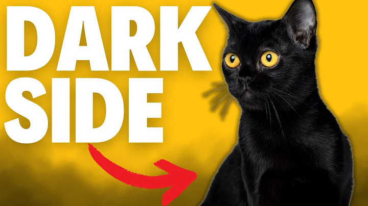 Watch the video about What NOBODY Tells You About Bombay Cats...