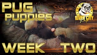 Pug Puppies - WEEK TWO- Update