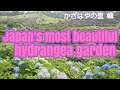 Japan's most beautiful hydrangea garden