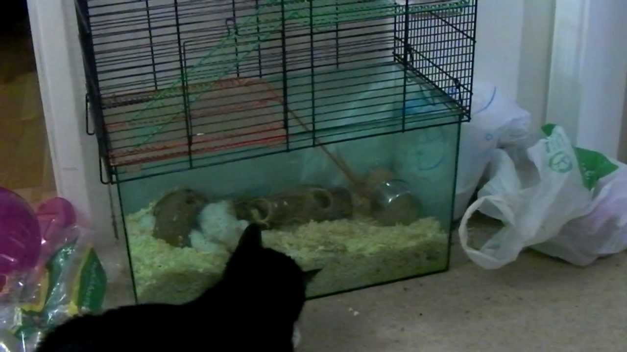 My Cat Tries To Eat Litter