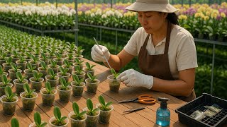 : The secret to propagating Phalaenopsis orchids to make the whole orchid garden "bloom"