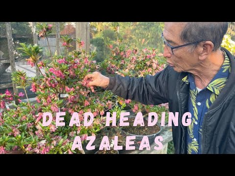 Video: Perché si chiama deadheading?