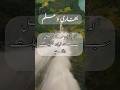 Hadees ❤️❤️ Nabvi |Hadith Shareef  #hadees #islam #shorts