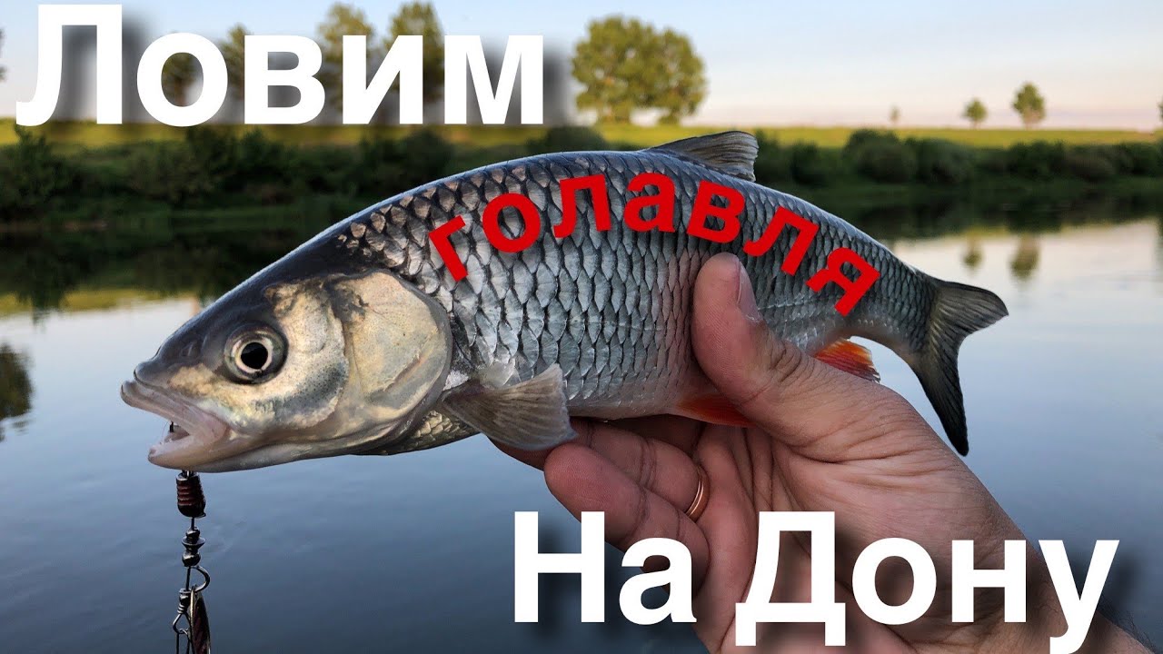 Ловля голавля на оке Ловля голавля на оке