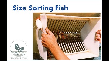 Size sorting fish
