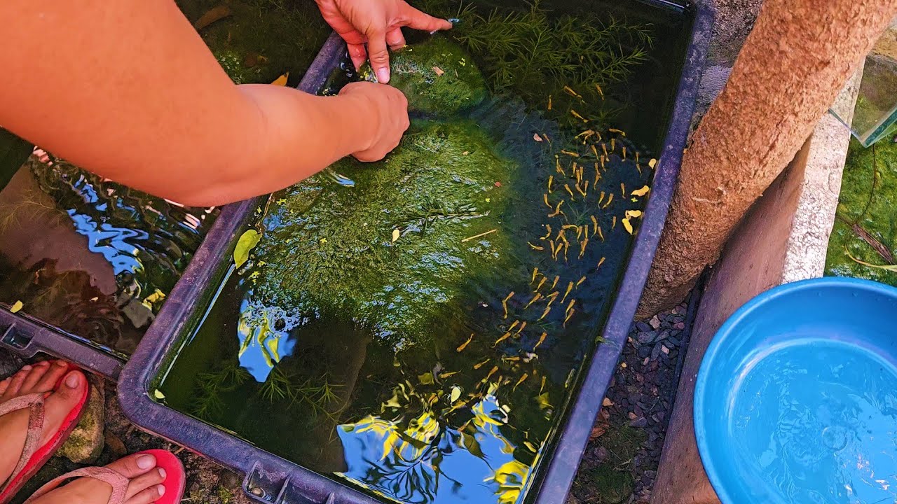 How To Setup The Perfect Natural Keeping/Breeding Tub For Guppies, Mollies, Swordtail, Platys etc.