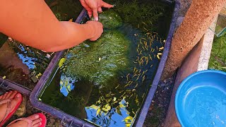 How To Setup The Perfect Natural Keeping/Breeding Tub For Guppies, Mollies, Swordtail, Platys etc.