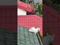 Prawdziwy kot DACHOWIEC, który odwiedza sąsiadów przez otwarte okna #cat #cats #kot #animals #shorts