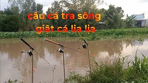 Câu cá tra sông cá ăn lia lịa giật không kịp và cái kết ......